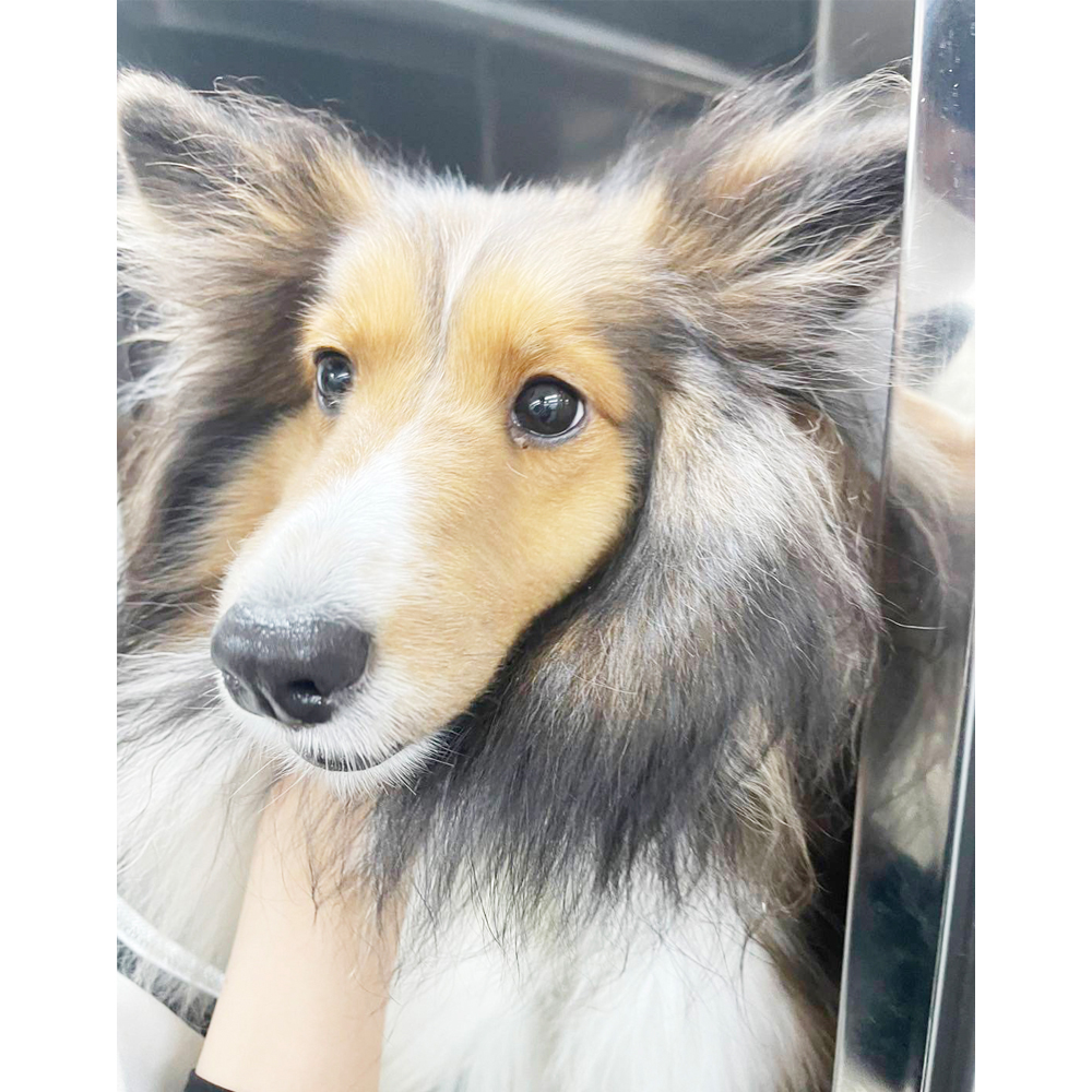 生徒が撮影したモデル犬の写真③